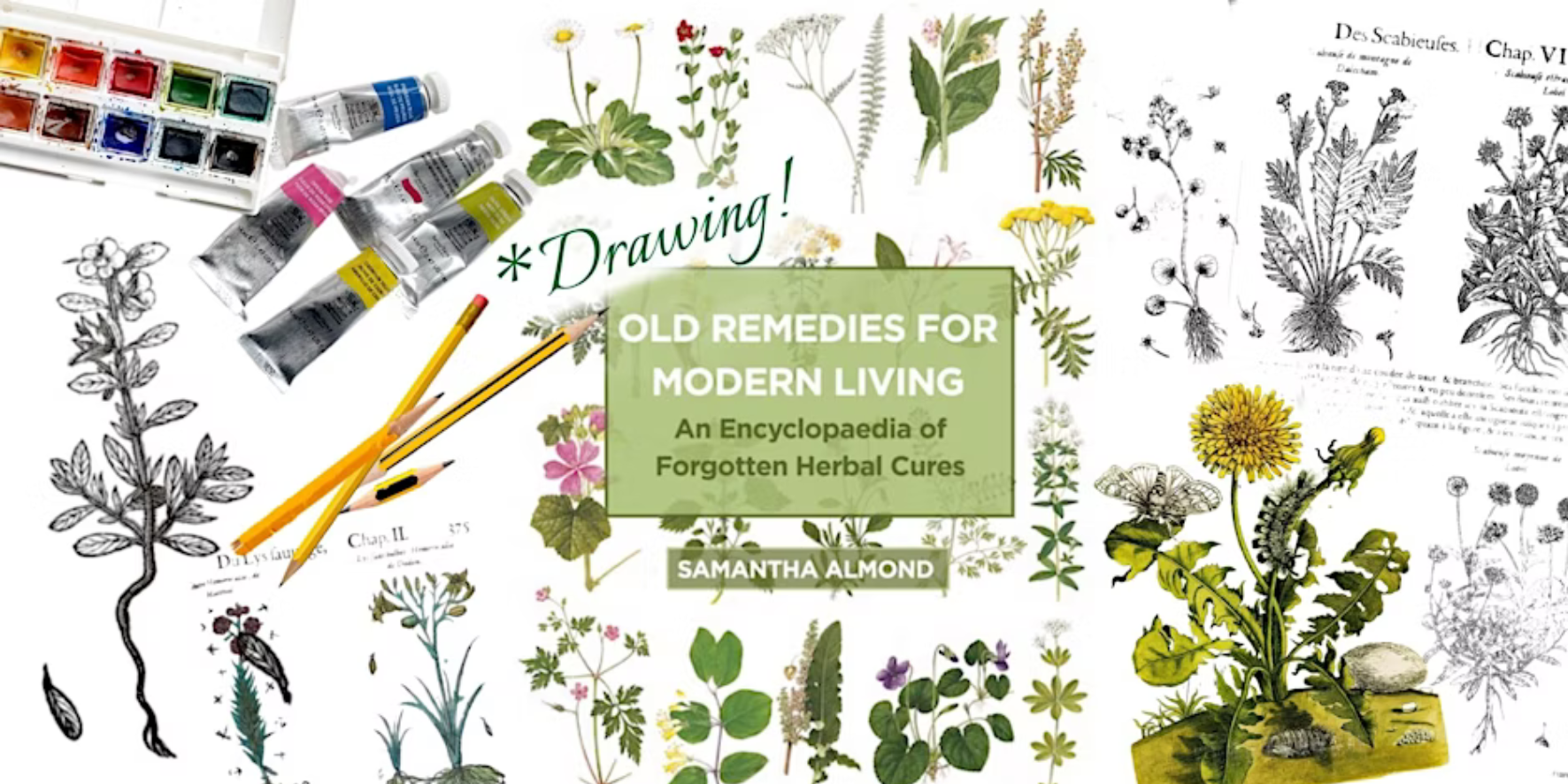 Drawing Medicinal Plants: Old Remedies for Modern Living